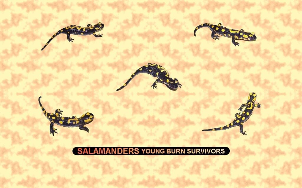 Salamanders Young Burn Survivors : Salamanders Wallpapers