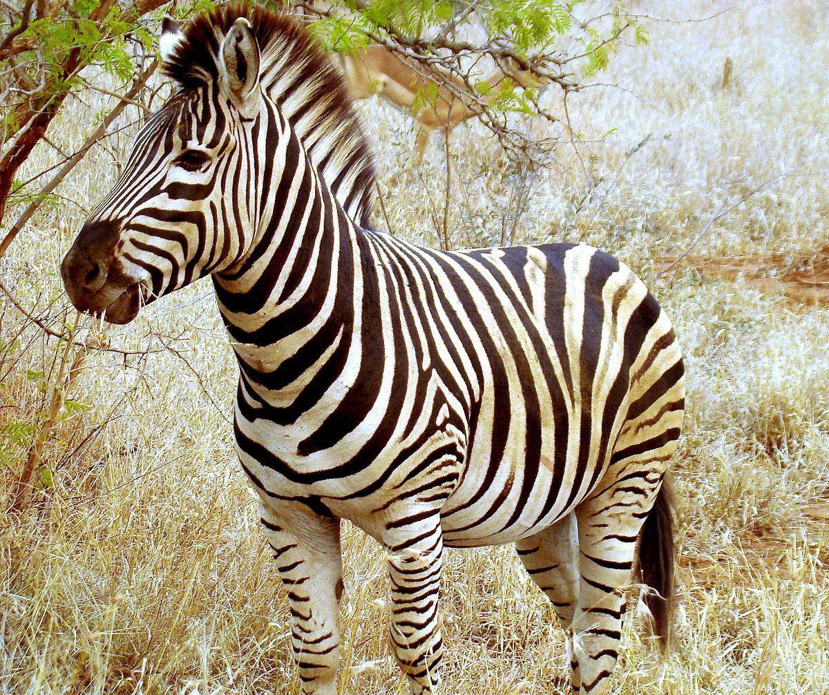Zebra Animals High Defination Wallpapers Hq Download