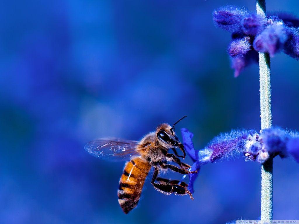 Honey Bee, Blue Lavender Flowers ❤ 2K Desk 4K Wallpapers for K