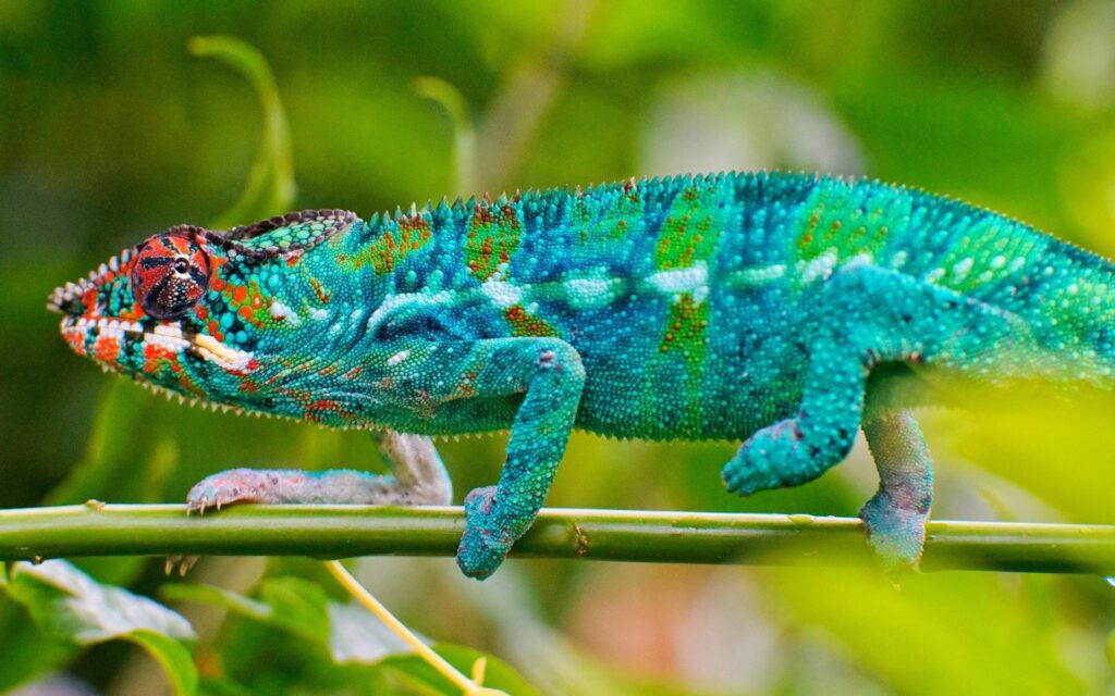 Blue Chameleon lizard