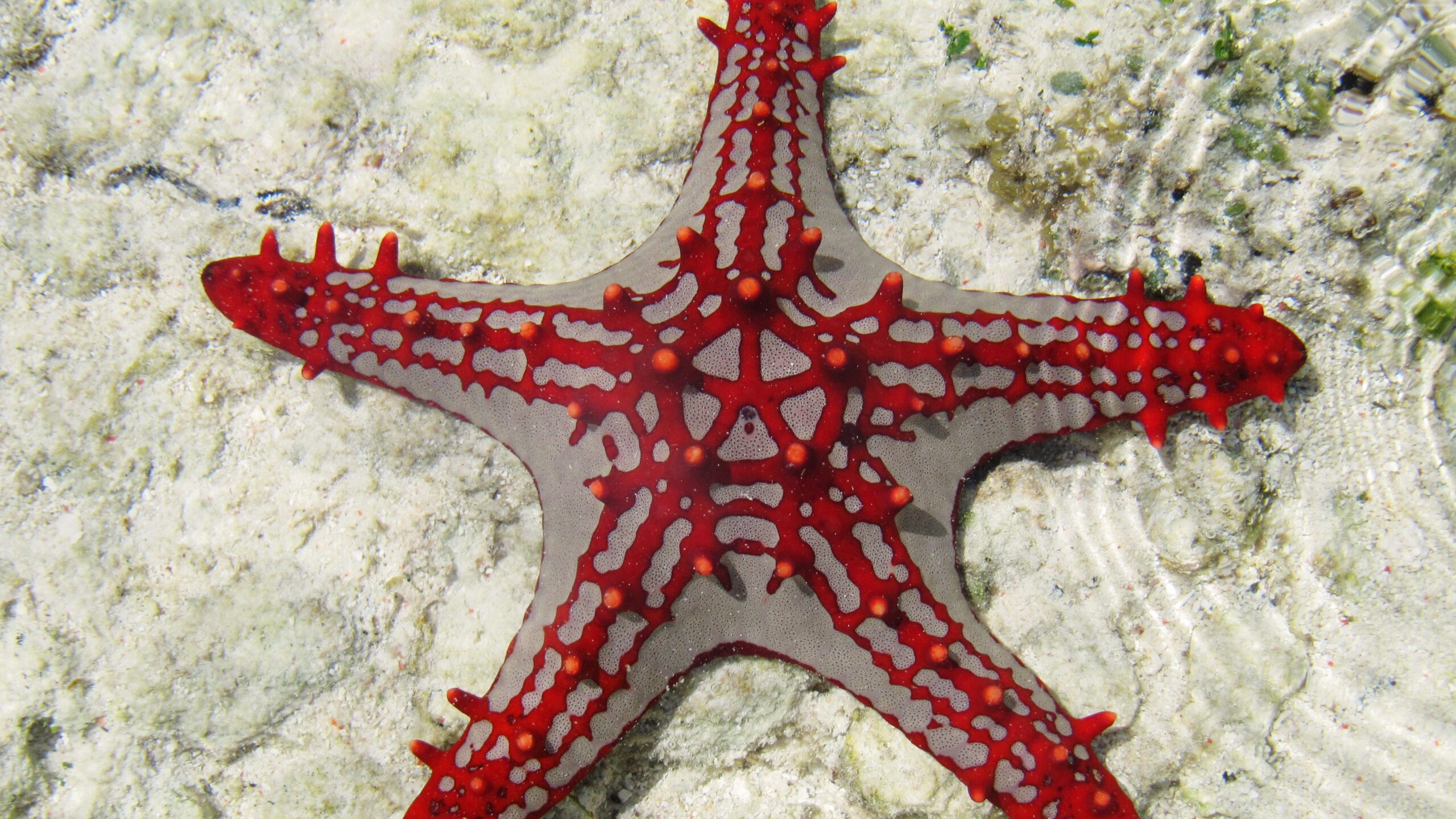 Sea Star Zanzibar Africa Diving Tourism Underwater Fish k Wallpapers
