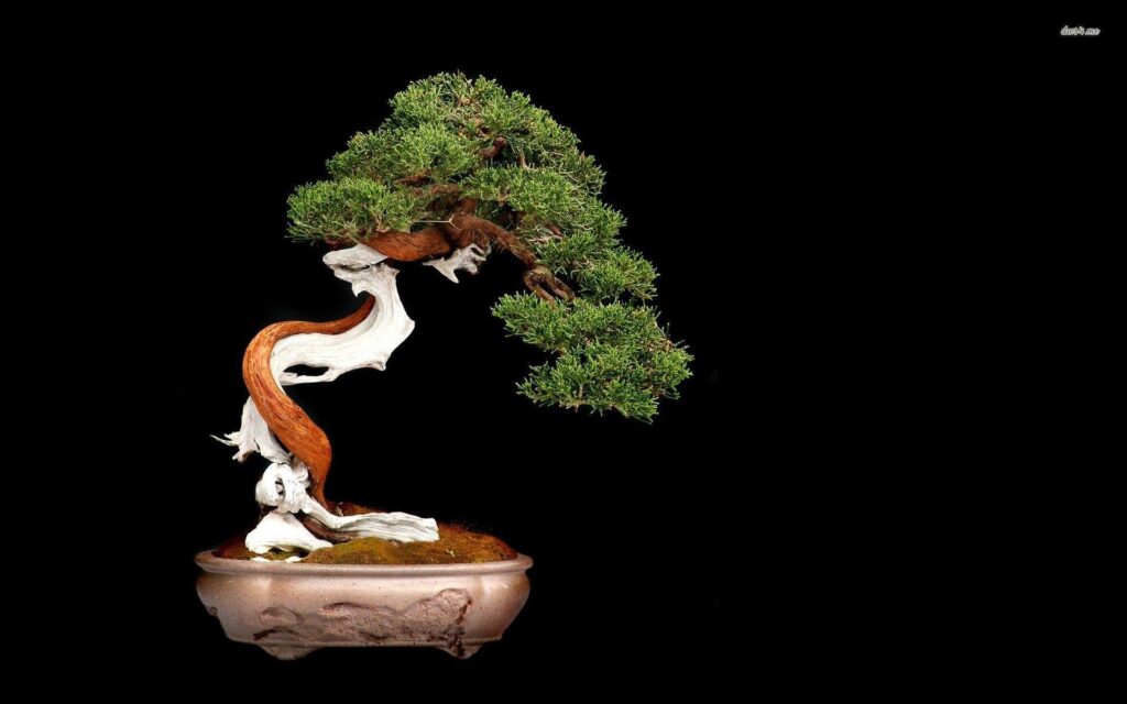 Most Downloaded Bonsai Wallpapers