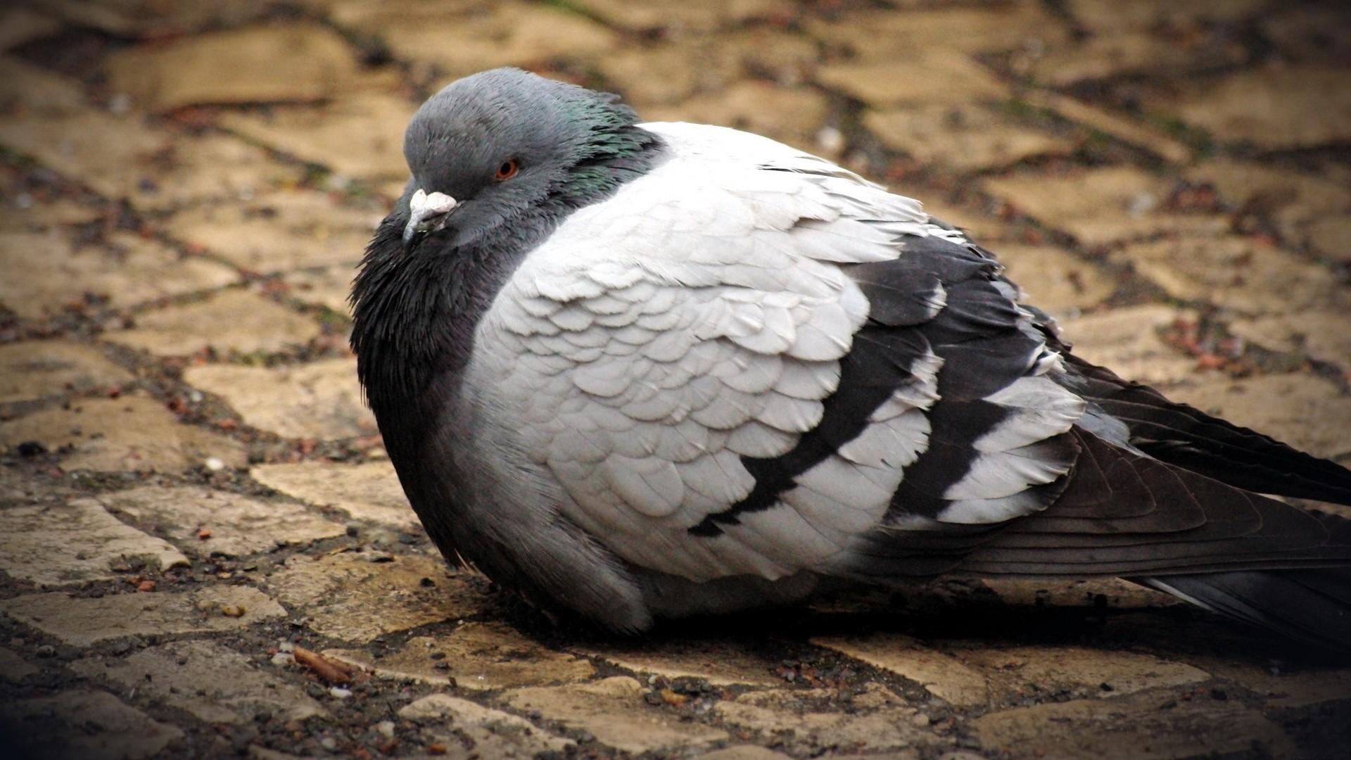 Pigeon wallpapers for computer