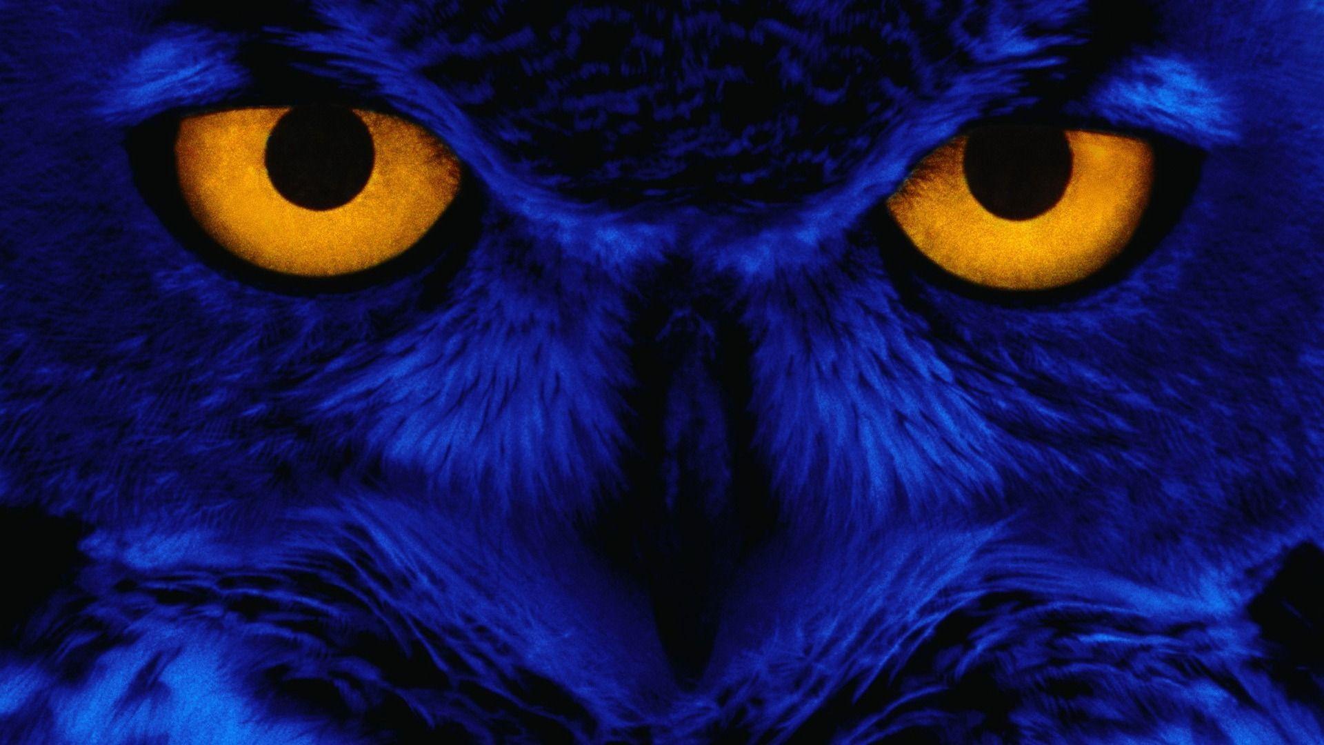 Owl wallpapers