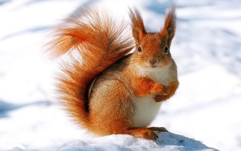 Snow Squirrel Wallpapers