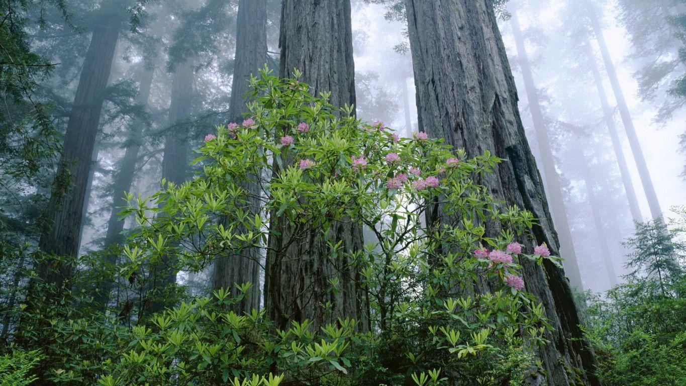 Redwood National and State Parks widescreen wallpapers