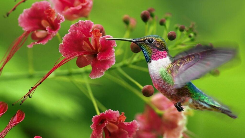 Wallpapers For > Moving Hummingbird Wallpapers