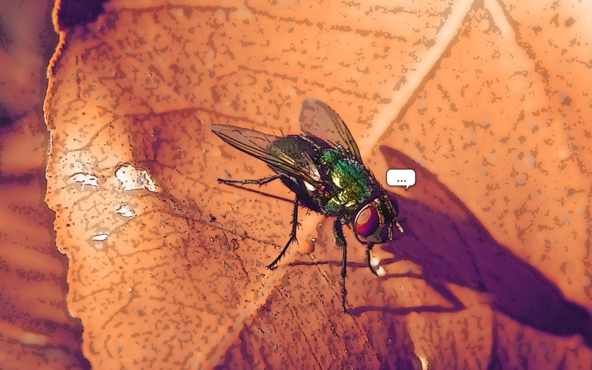 Housefly