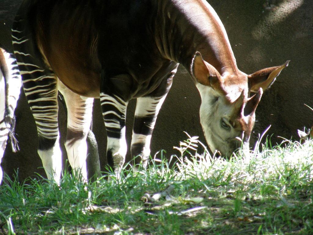 Best Okapi Wallpapers on HipWallpapers