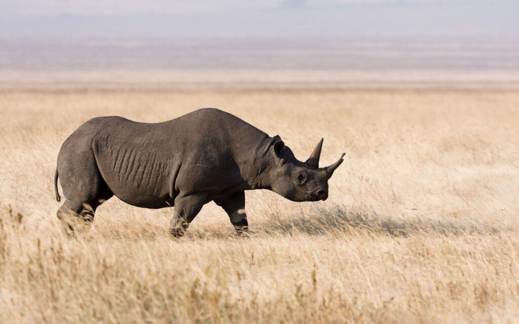 Rhino Wallpapers, Pictures, Wallpaper