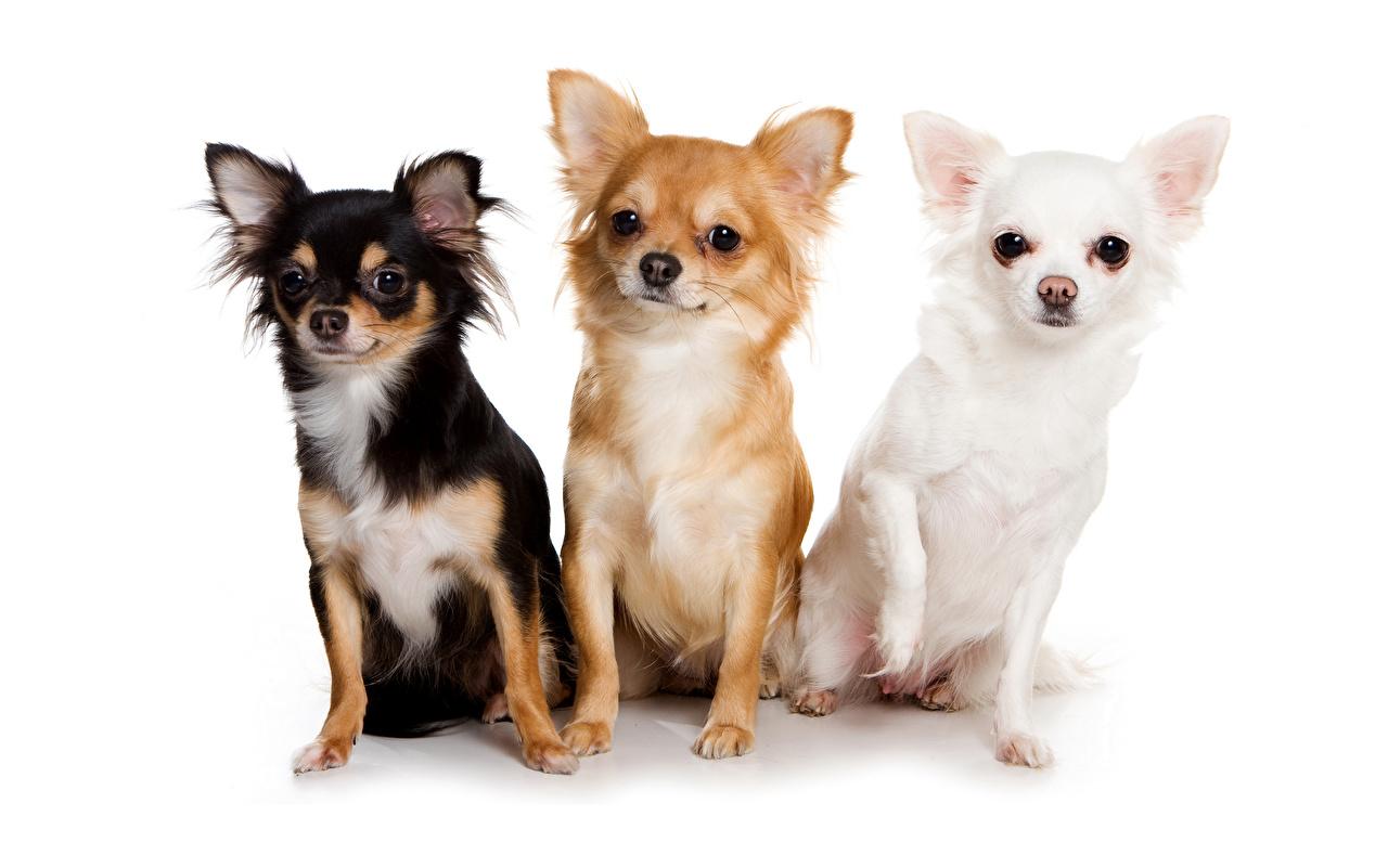 Wallpapers Chihuahua Dogs Three Animals White backgrounds