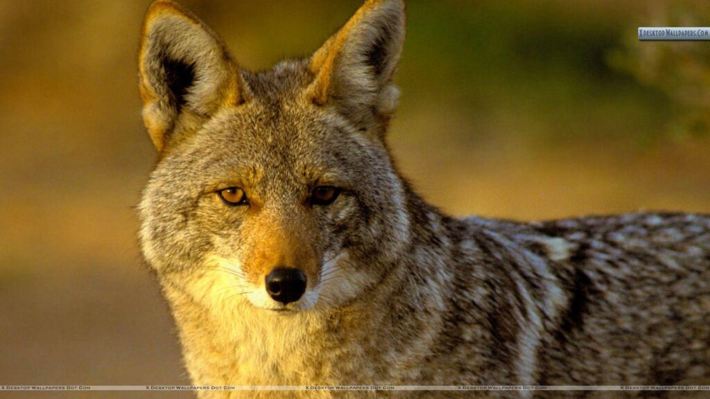Coyote Puppy Wallpapers