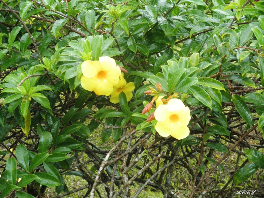 Flower Flowers St Lucia Islands Photography Green Yellow Leaves
