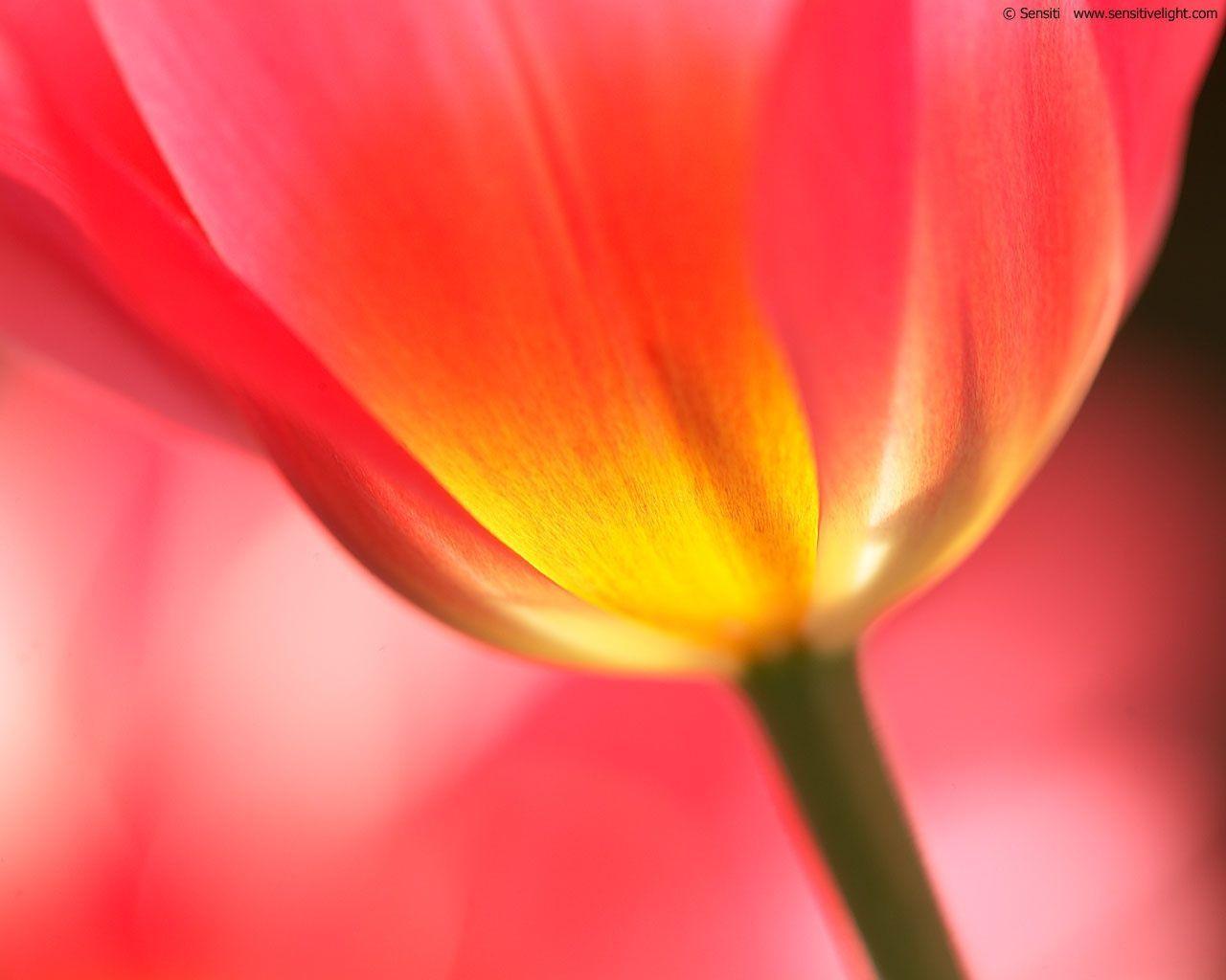 Red tulip wallpapers
