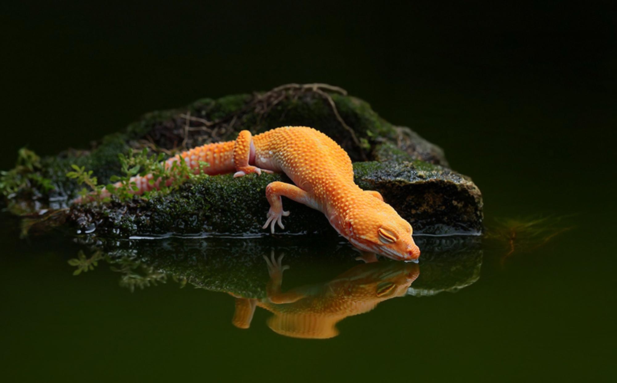 Lizard, Water, Reflection, Water, Gecko Wallpapers 2K | Desk 4K and