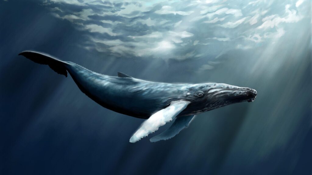Humpback whale desk 4K wallpapers