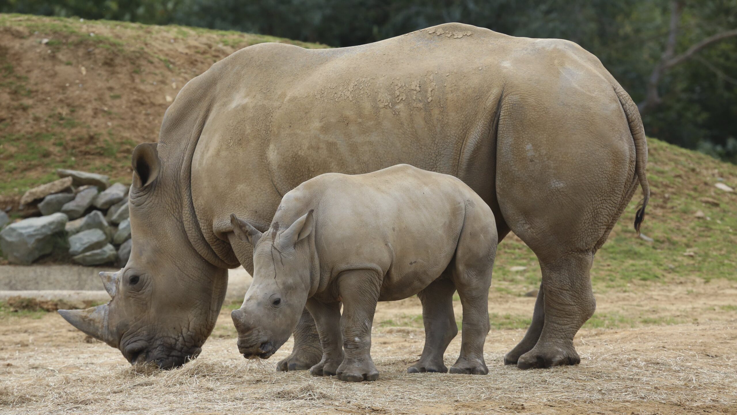 Rhinoceros Family Widescreen Wallpapers