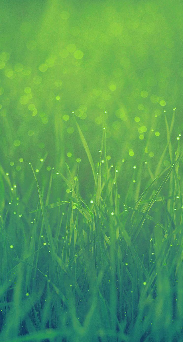 Grass Wallpapers Iphone