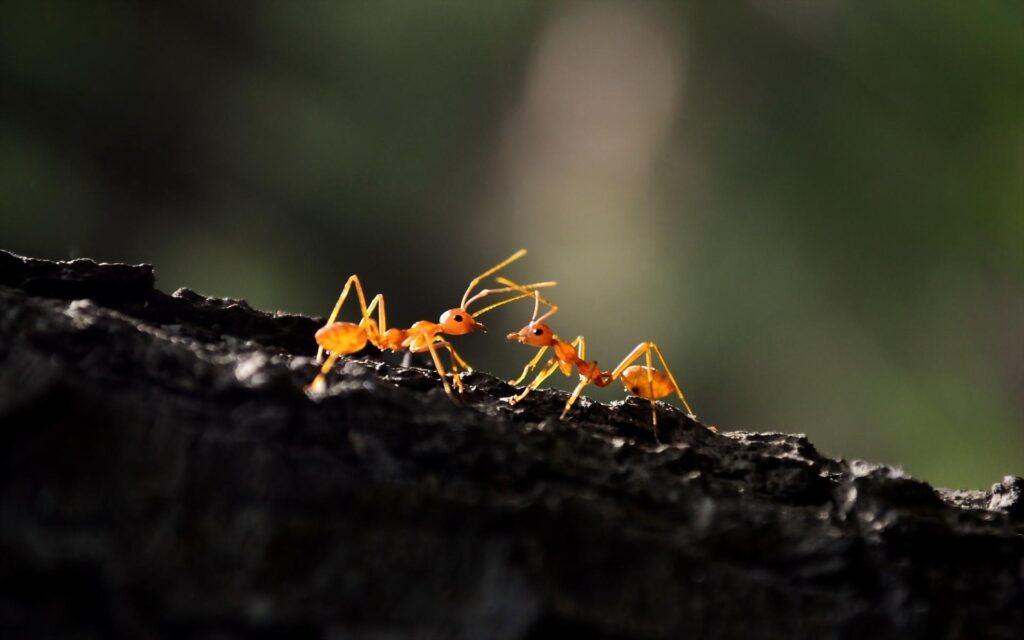 Ant Macro, 2K Photography, k Wallpapers, Wallpaper, Backgrounds