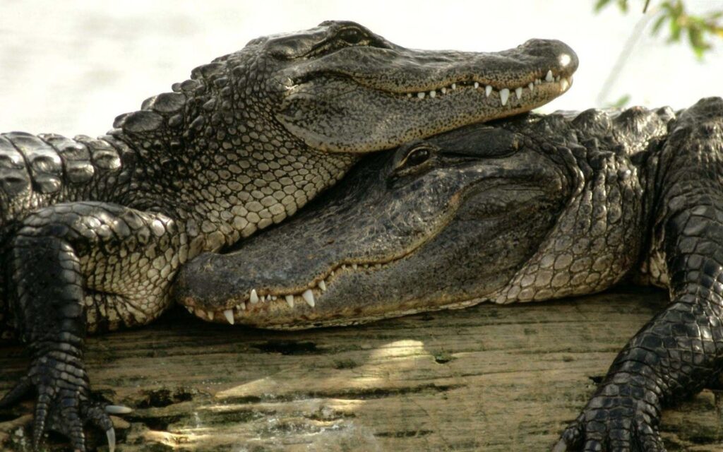 Animal Crocodile Couple Hug Wallpaper Wallpapers