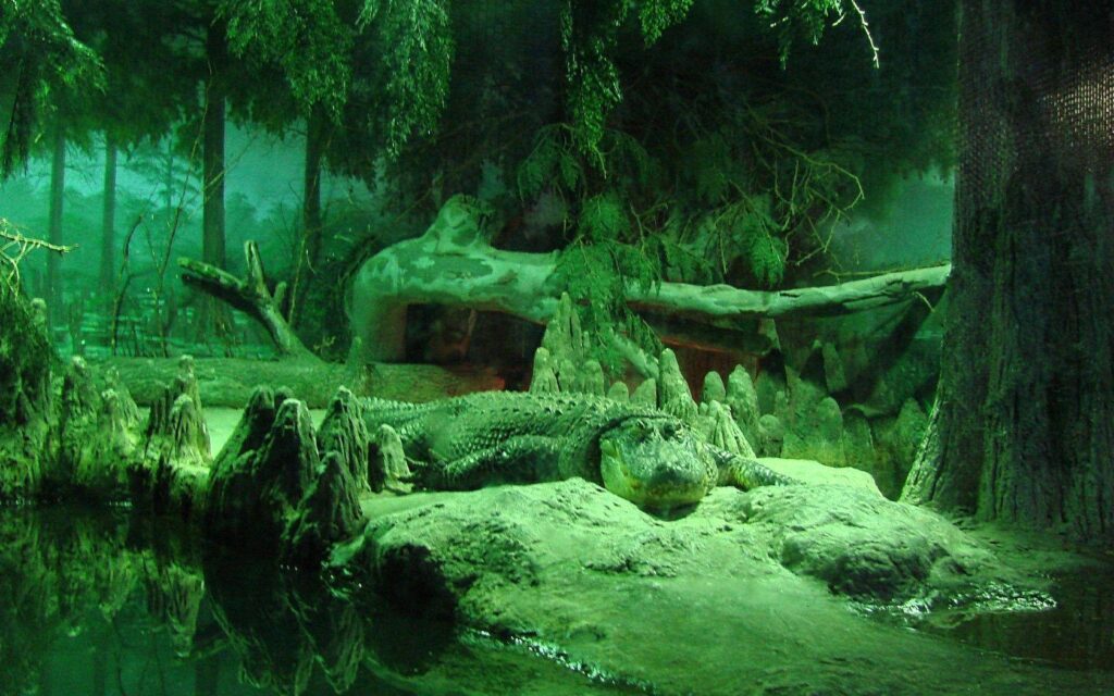 Alligator Wallpapers