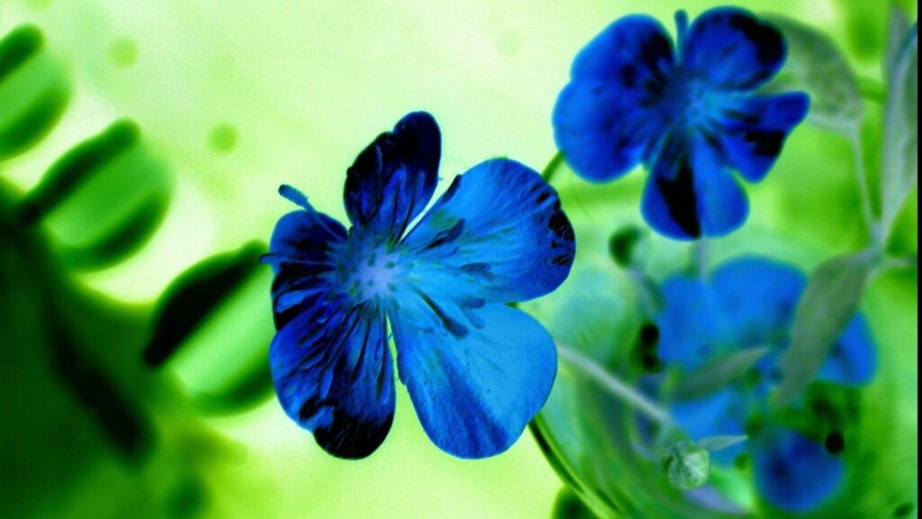 Flowers Blue 2K Wallpapers