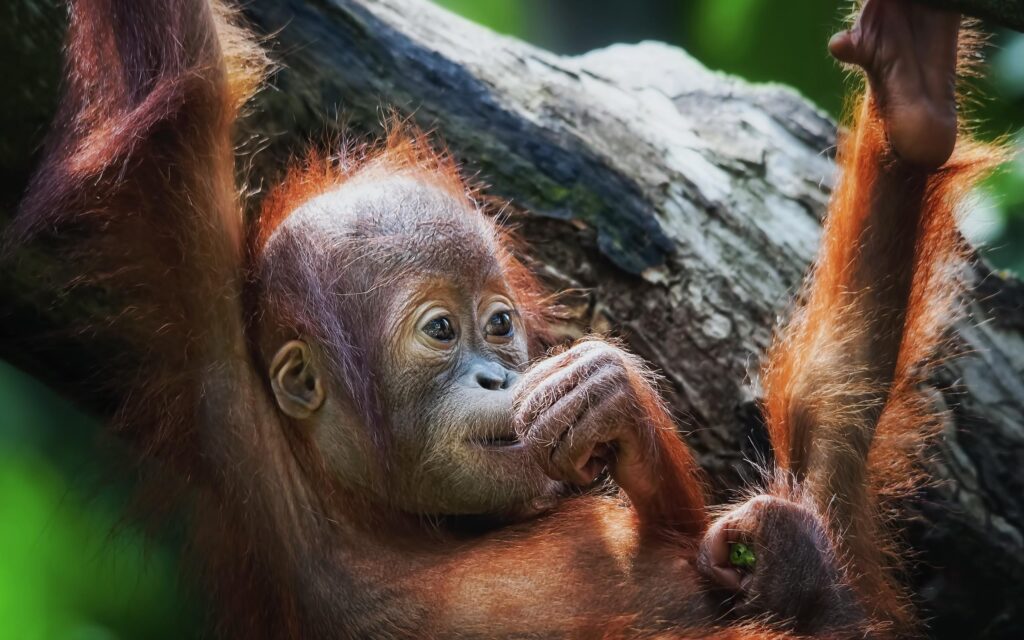 Orangutan 2K Wallpapers