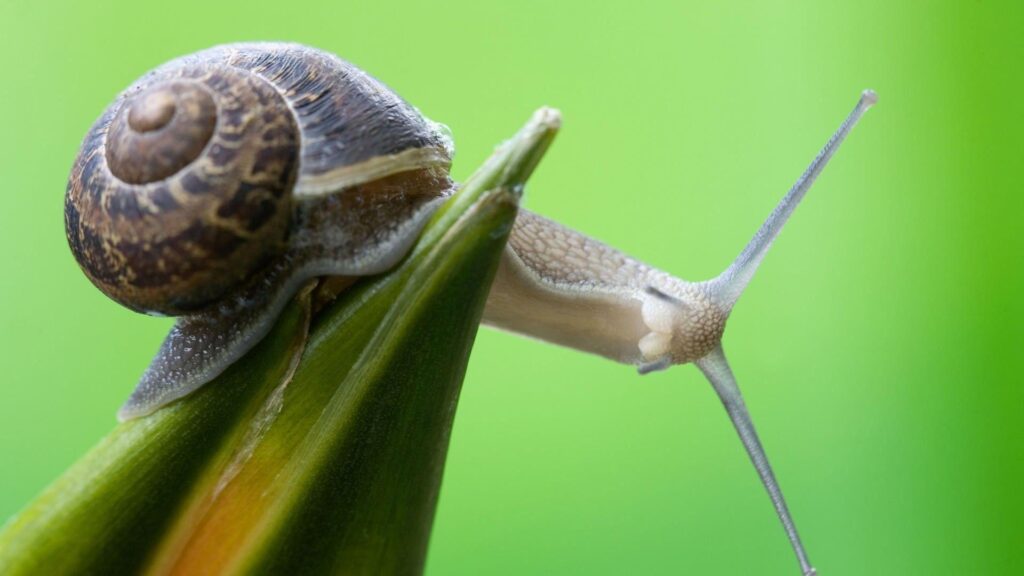 Nature curious snails wallpapers High Quality Wallpapers
