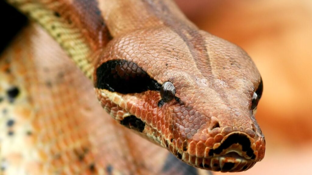 Boa Constrictor Wallpapers