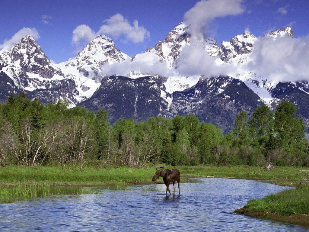 Nature Moose Wading In A River, Grand Teton National Park