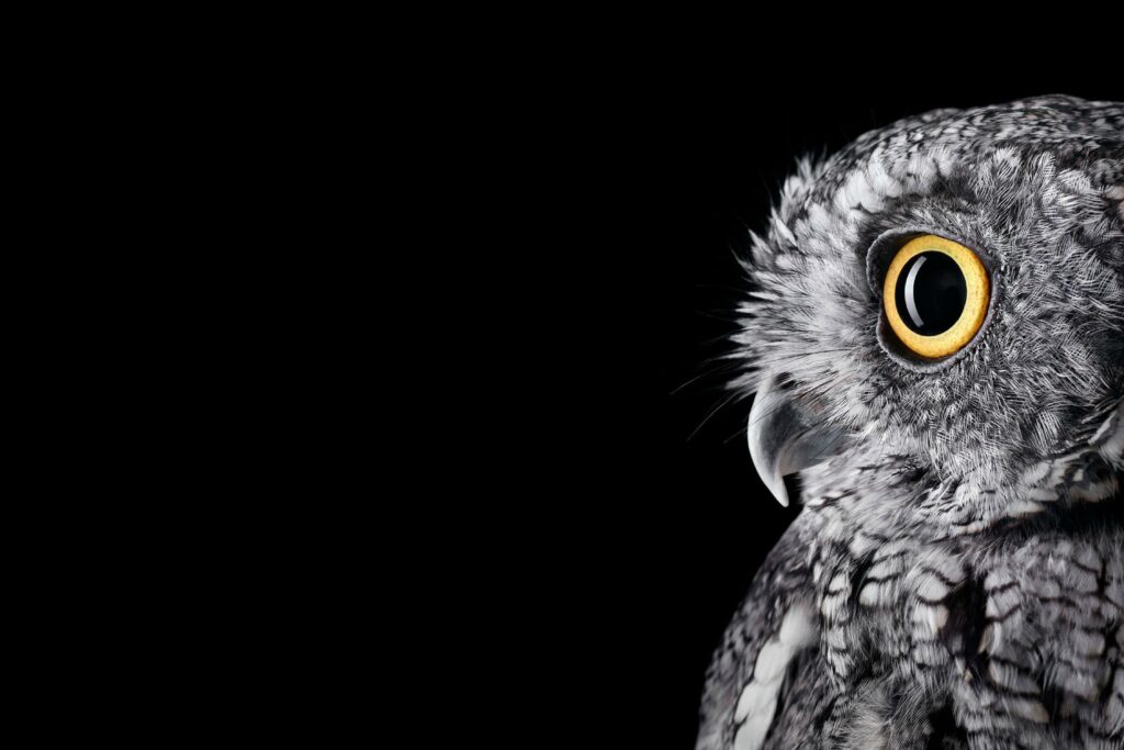 Wallpapers Owl, HD, K, Animals,