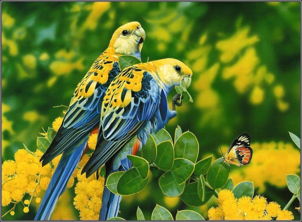 Lovebirds wallpapers – × High Definition Wallpapers