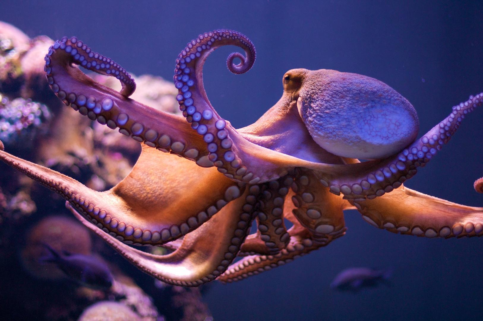 Octopus Animal Wallpapers Wallpaper Download