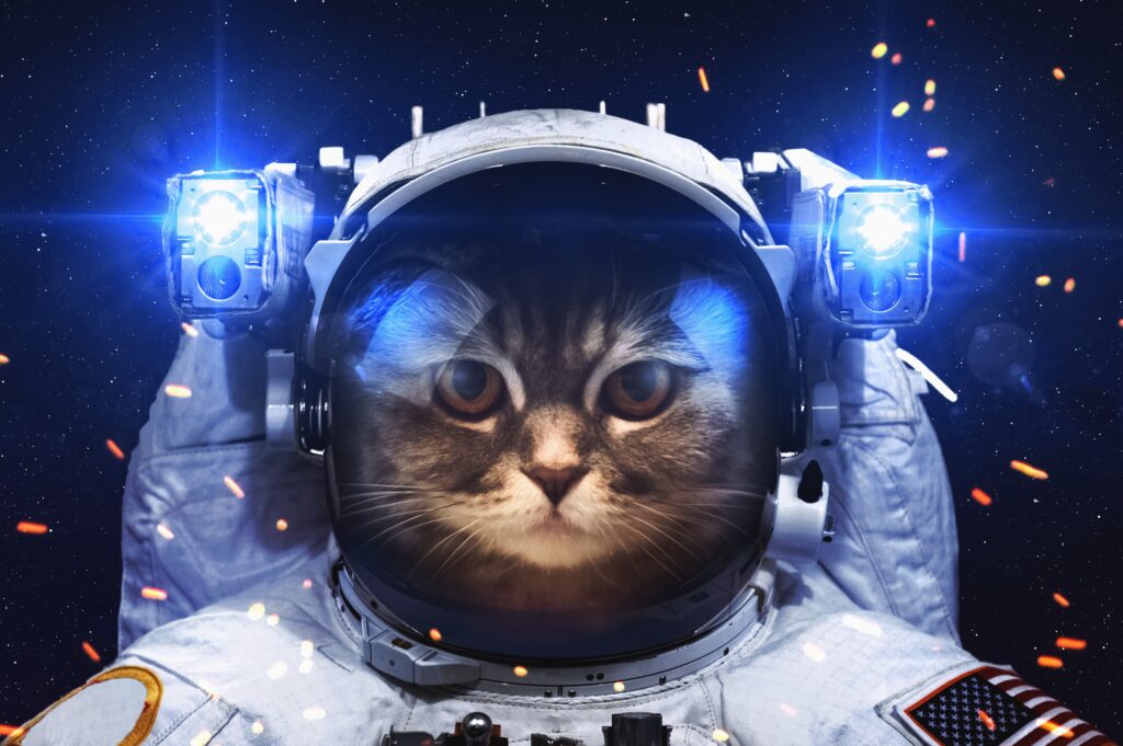 Astronaut Cat, 2K Others, k Wallpapers, Wallpaper, Backgrounds, Photos