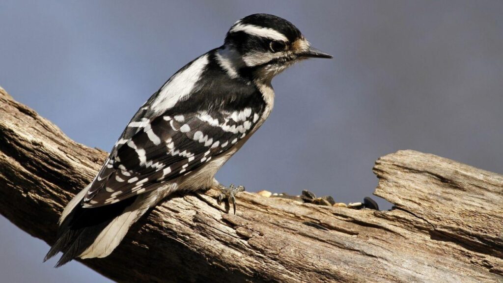 Nature birds woodpecker wallpapers
