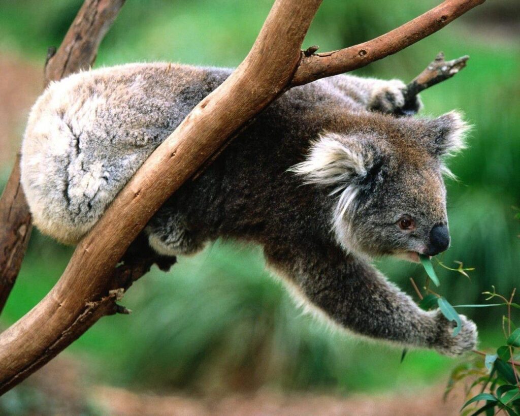 Koala wallpapers WallpaperSuggest