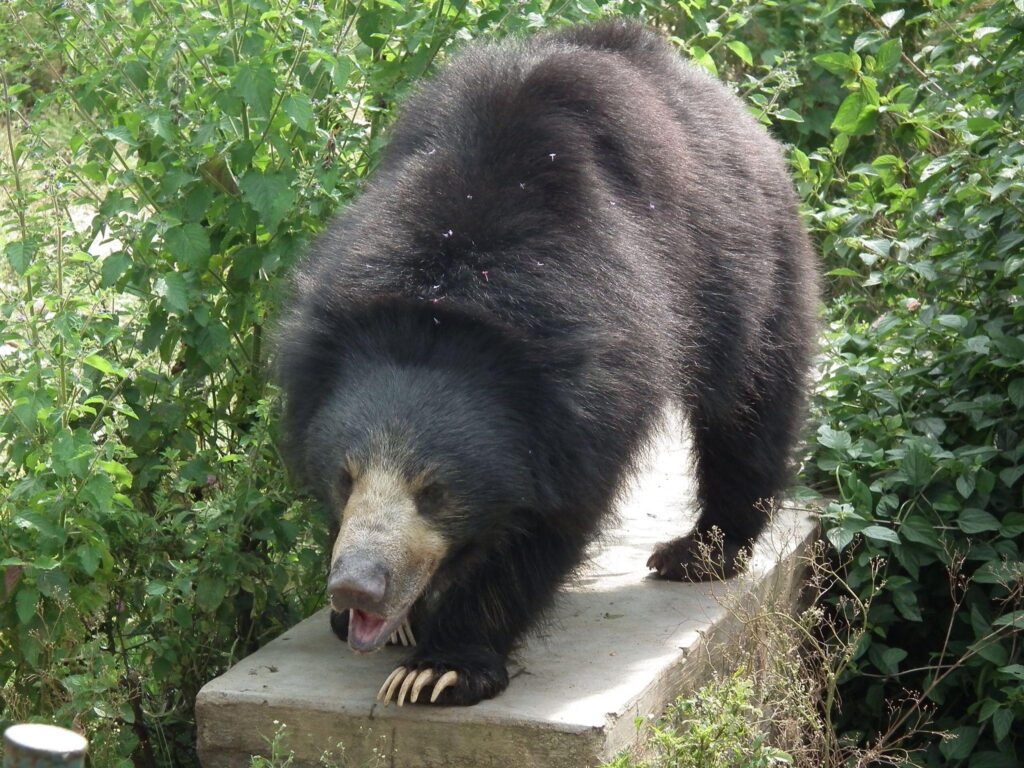 Indian sloth bear the real life baloo