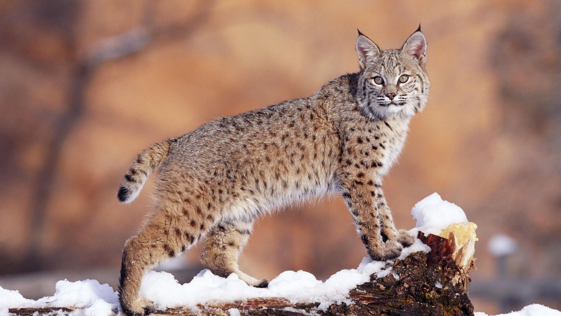 Animals Watchful Bobcat, Uinta National Forest, Utah, desktop