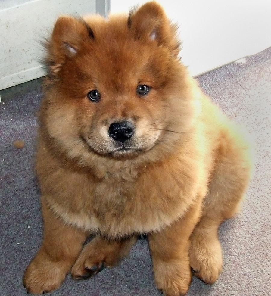 Wallpapers for Chow Chow › Resolution px