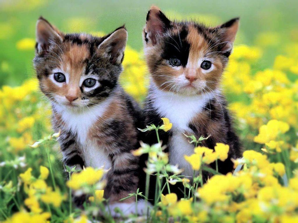 Kittens Wallpapers