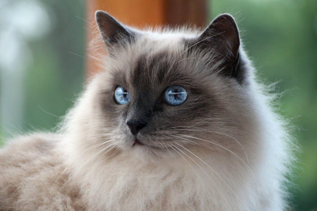 Cat cat white mustache sacred burma burmese rock blue