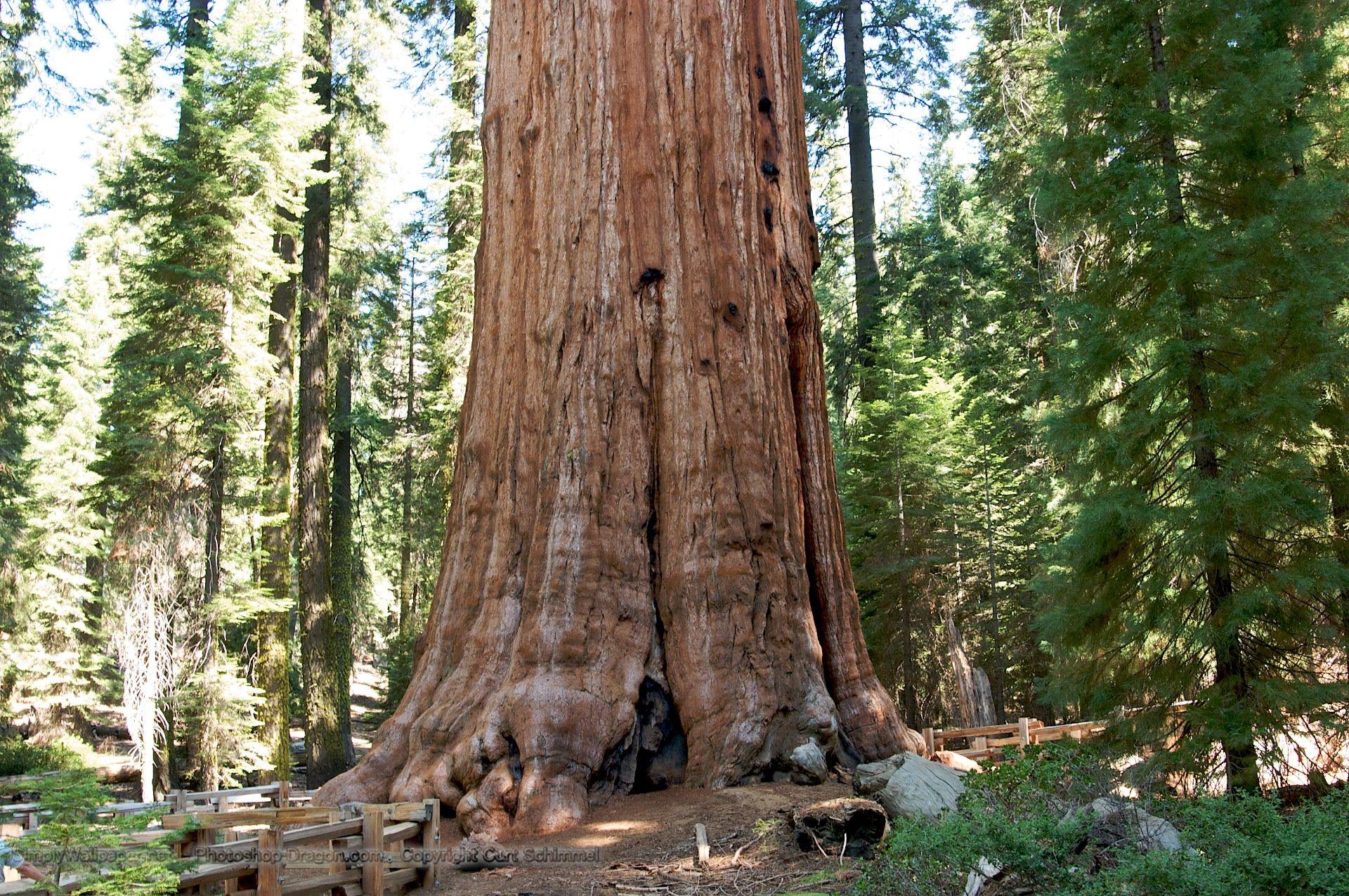 General Sherman Tree in Sequoia National Park Desk 4K Wallpapers