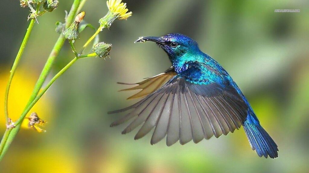 Hummingbird wallpapers