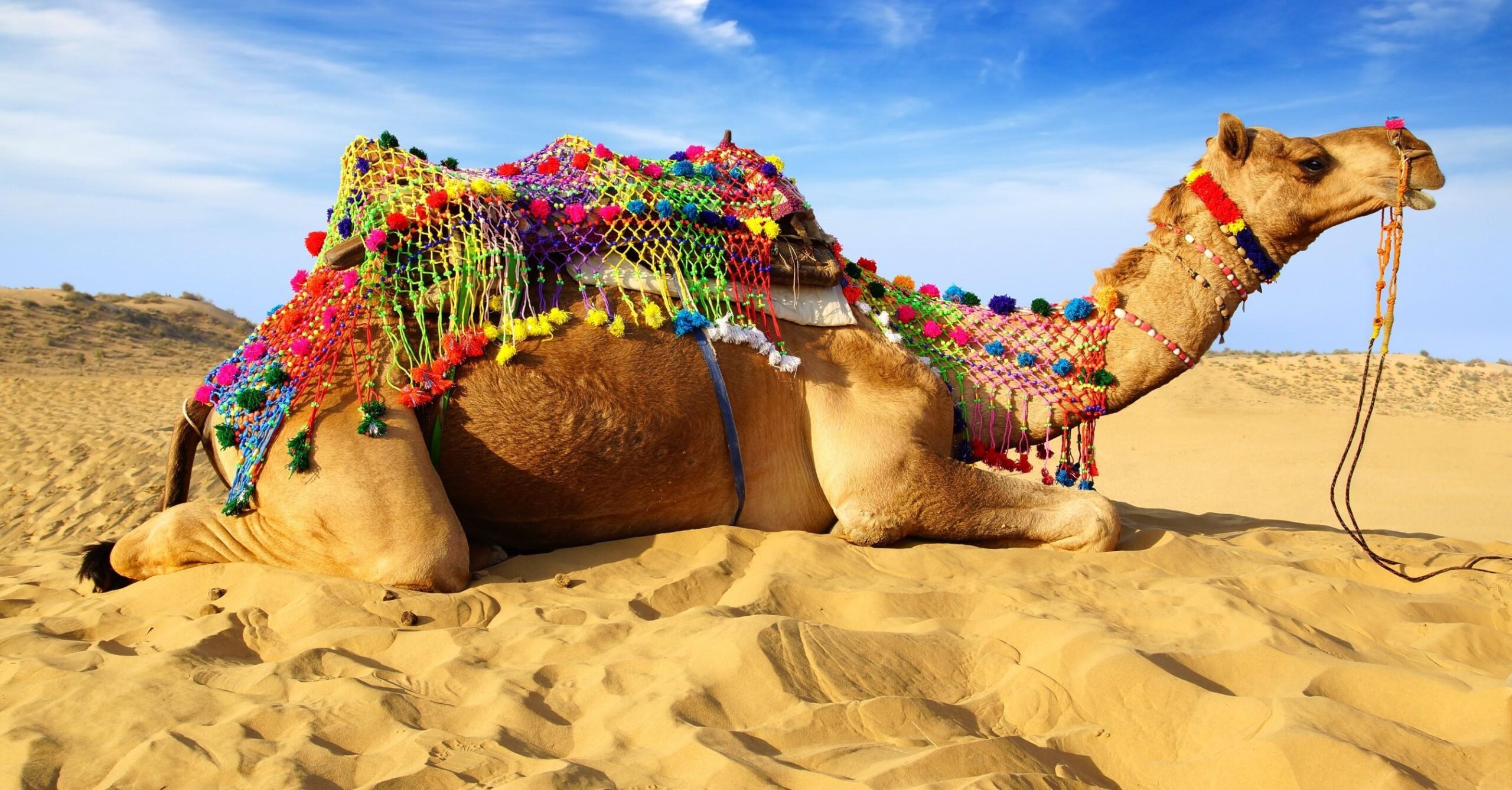 Download Camel, Desert, Lying Down, Sand Wallpapers