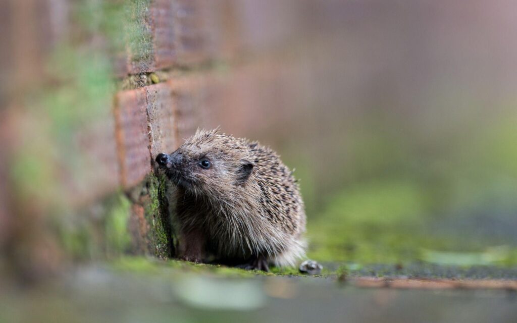 This Hedgehogs Desk 4K Wallpapers