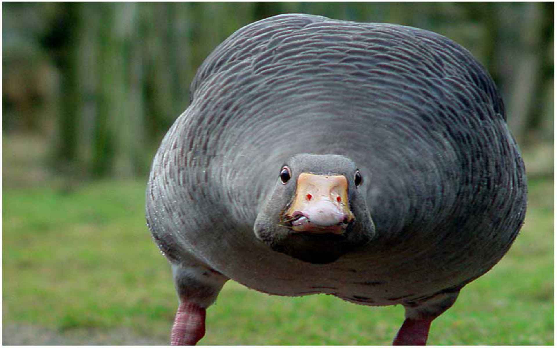 Angry Goose