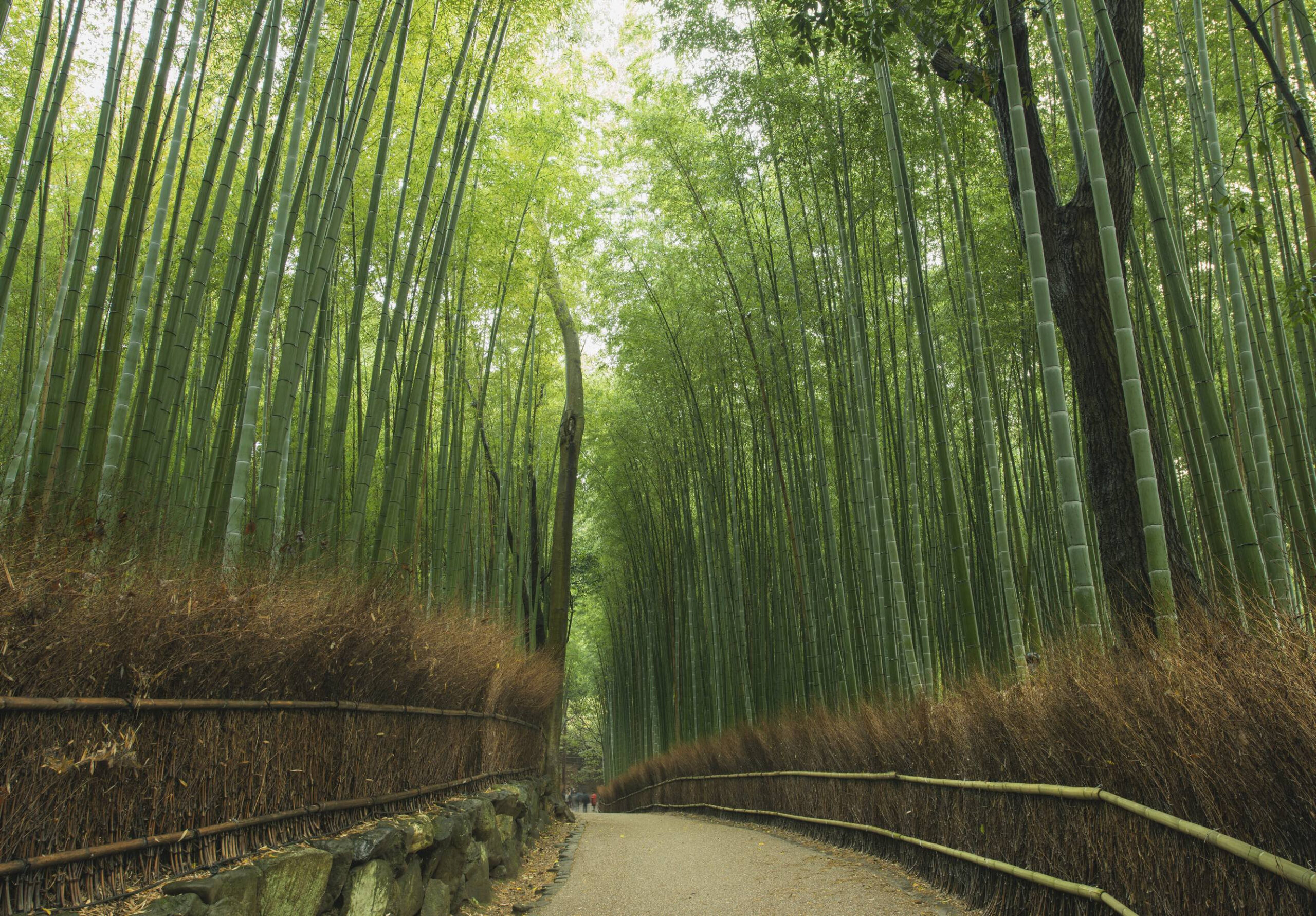 Bamboo Grove Wallpapers Beautiful Arashiyama Bamboo forest by Timgrey