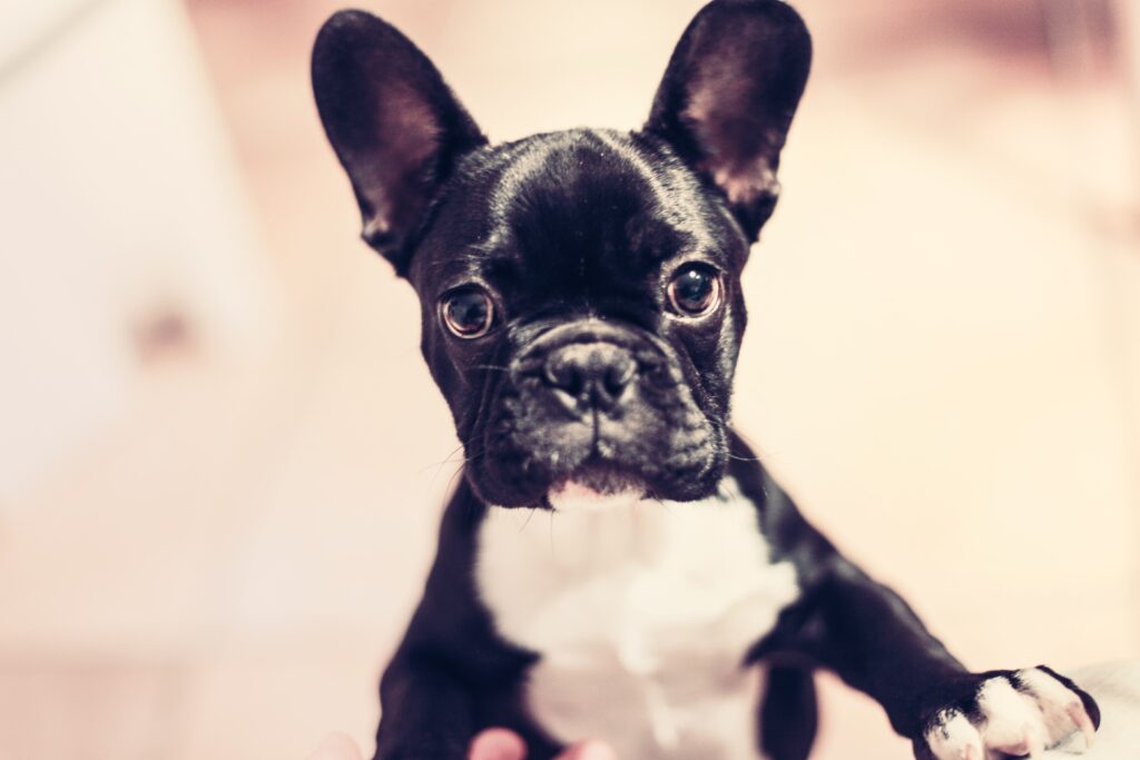 French Bulldogs Wallpapers