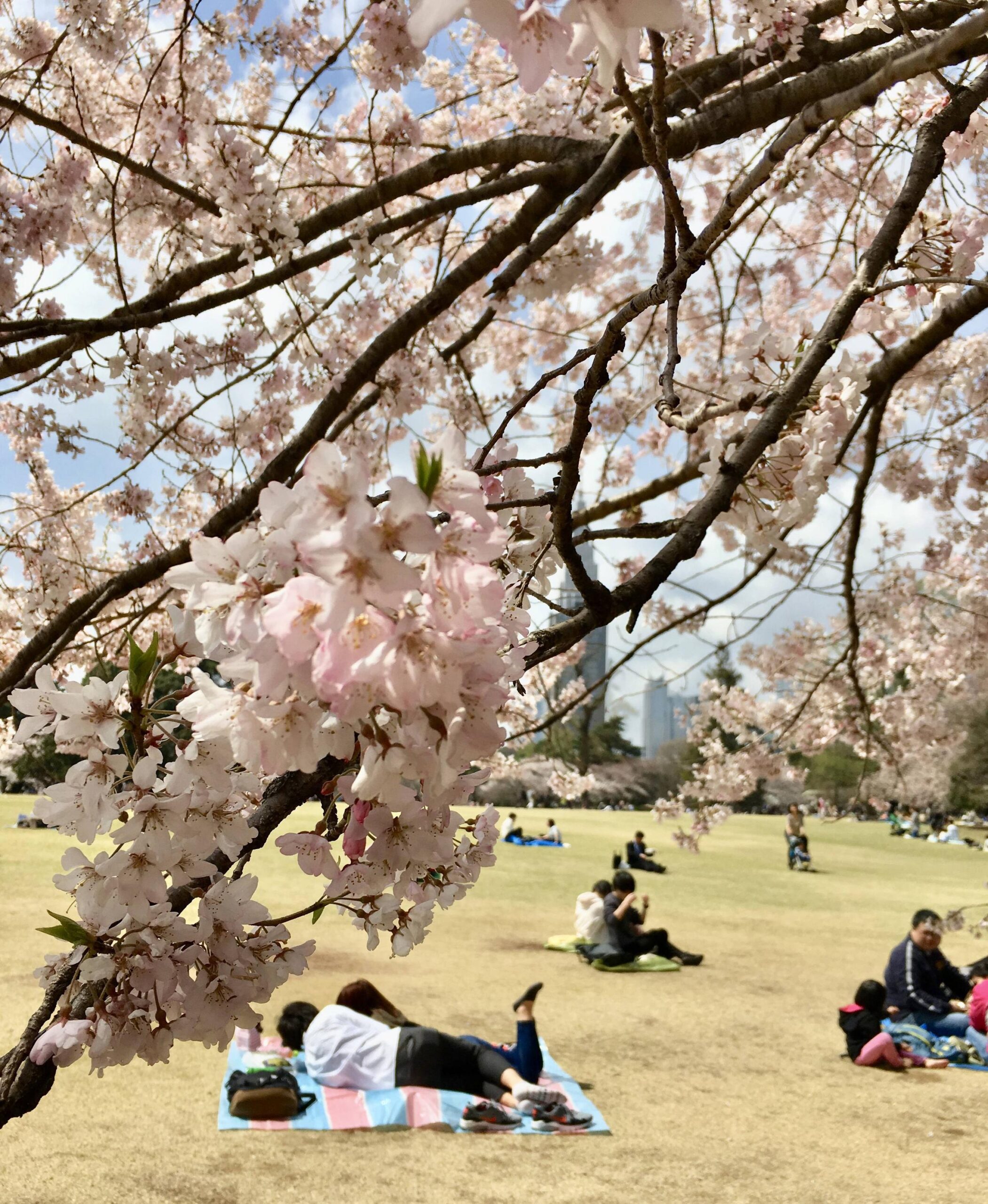 Cherry Blossom Viewing at Shinjuku Gyoen E – Jet Set GO!