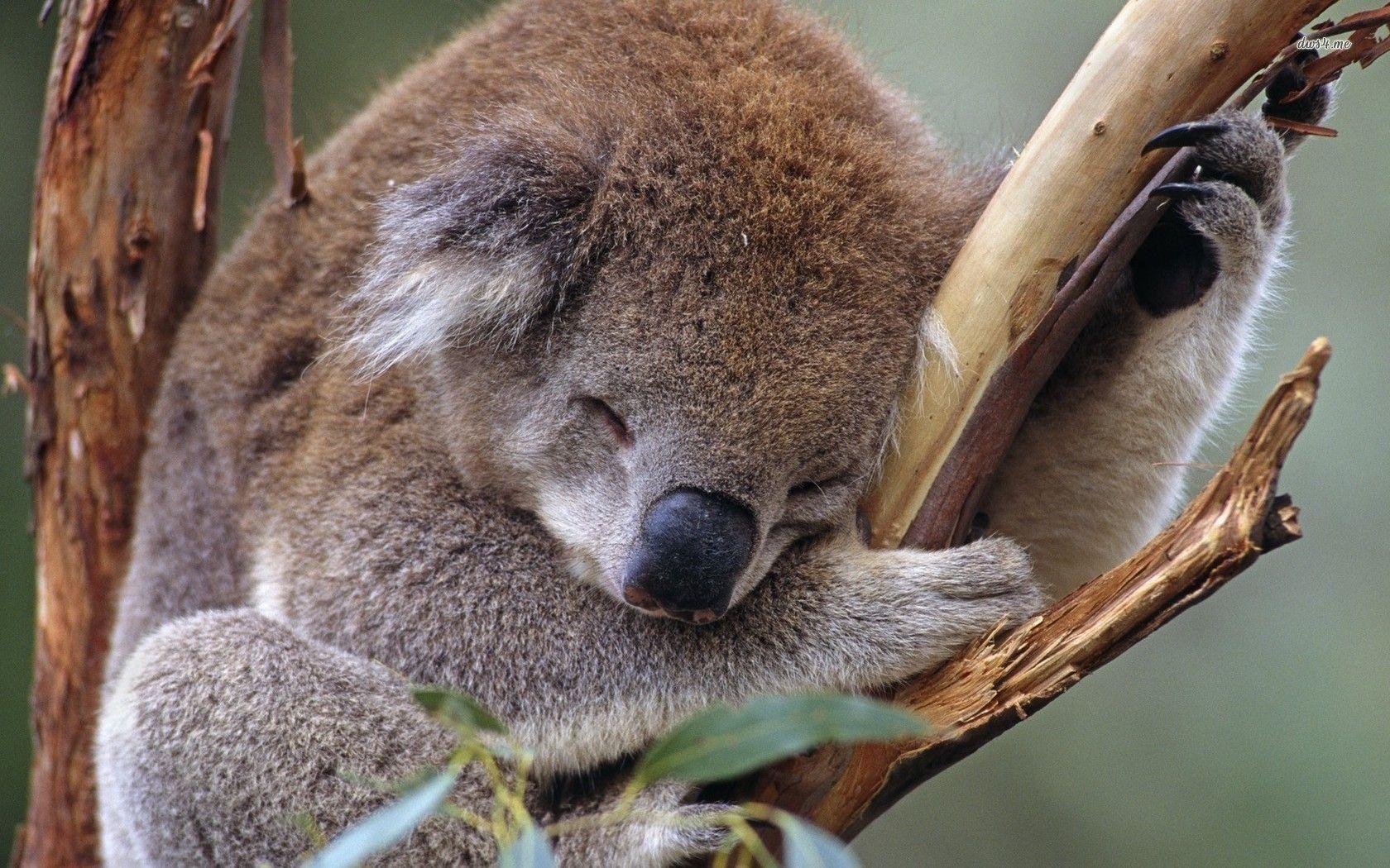 Khalilahmadkhan on Koala 2K Wallpapers and